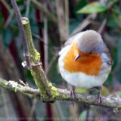 Photo de Rouge gorge