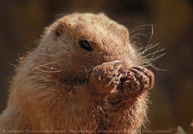 Photo de Chien de prairie