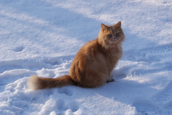 Photo de Chat domestique