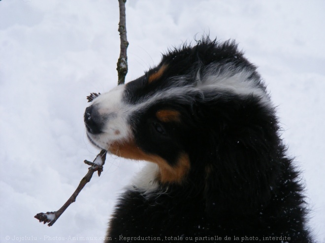 Photo de Bouvier bernois