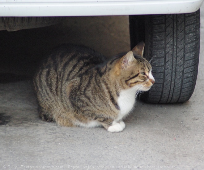 Photo de Chat domestique