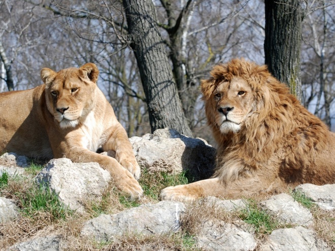 Photo de Lion