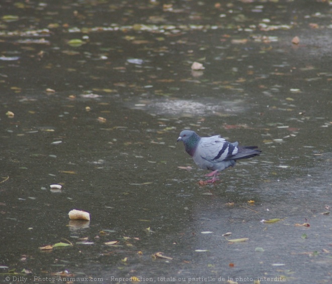 Photo de Pigeon