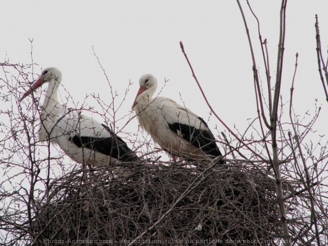 Photo de Cigogne