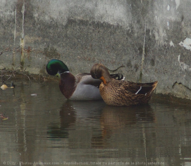 Photo de Canard colvert