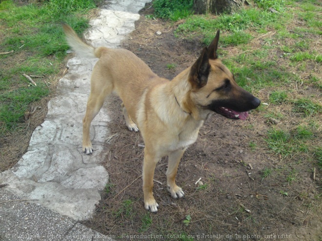 Photo de Berger belge malinois