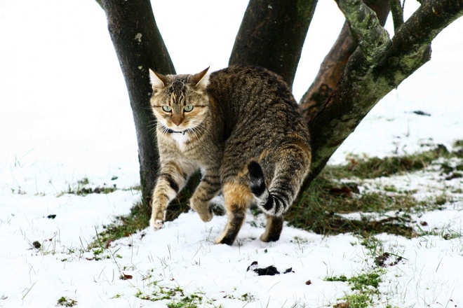 Photo de Chat domestique