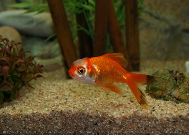 Photo de Poissons rouges