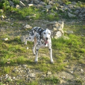 Photo de Dalmatien