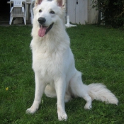 Photo de Berger blanc suisse