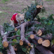 Photo de Chihuahua  poil long