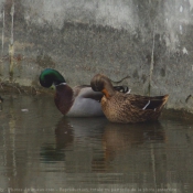 Photo de Canard colvert