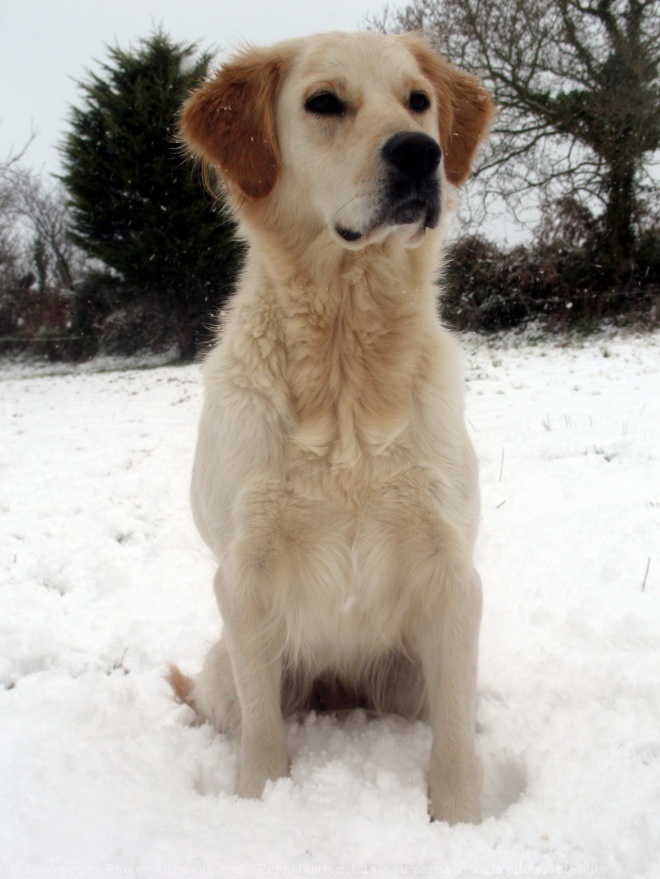 Photo de Golden retriever