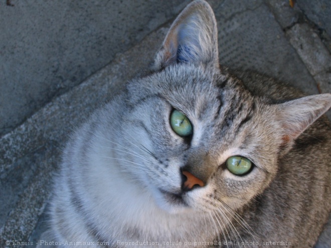 Photo de Chat domestique