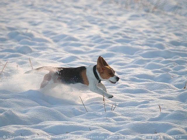 Photo de Beagle