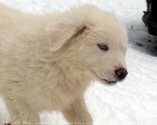 Photo de Chien de montagne des pyrnes