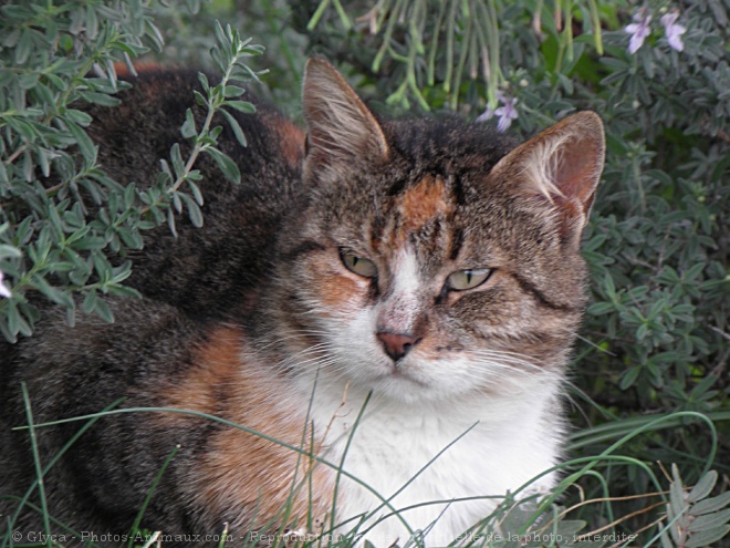 Photo de Chat domestique