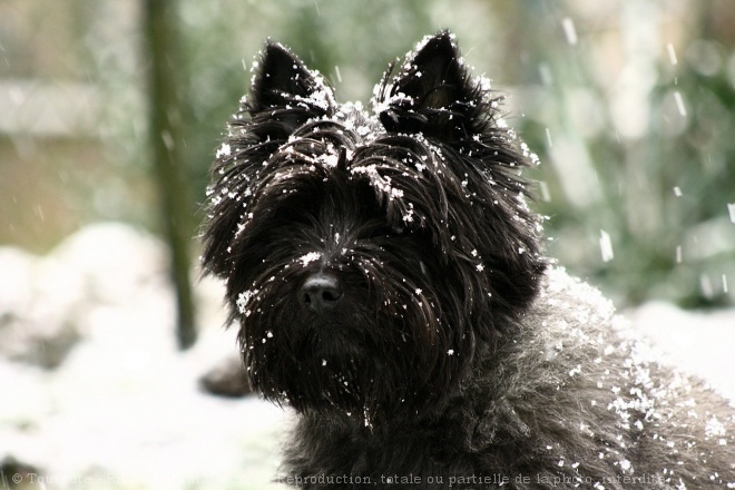 Photo de Cairn terrier