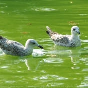 Photo de Mouette