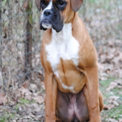 Photo de Boxer