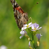 Photo de Papillon - belle-dame