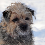 Photo de Border terrier