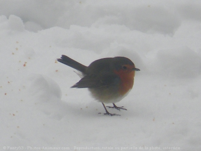 Photo de Rouge gorge