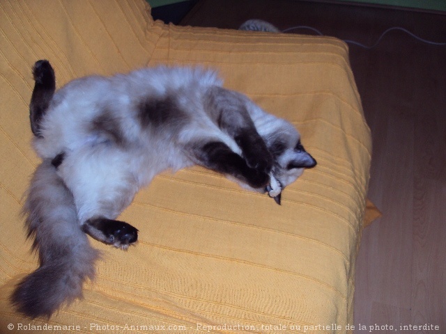 Photo de Ragdoll