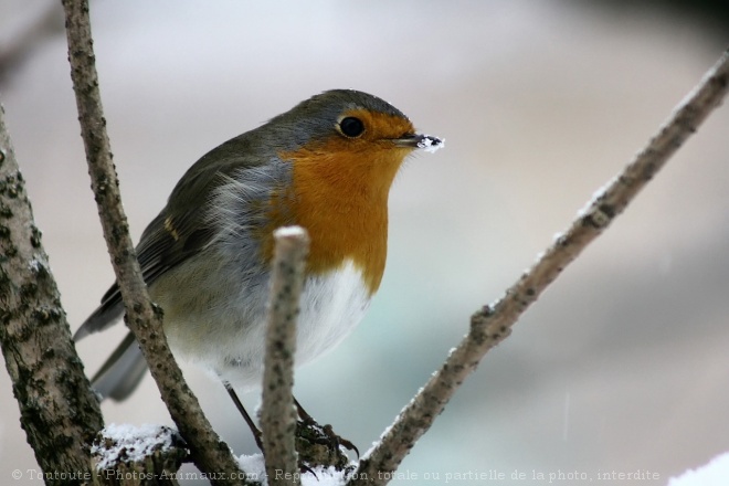 Photo de Rouge gorge