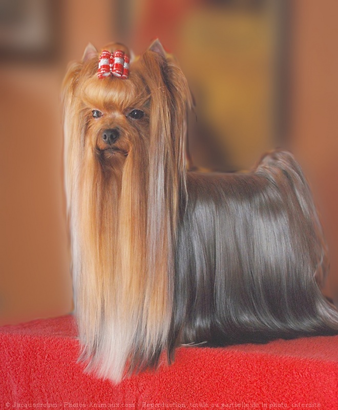 Photo de Yorkshire terrier