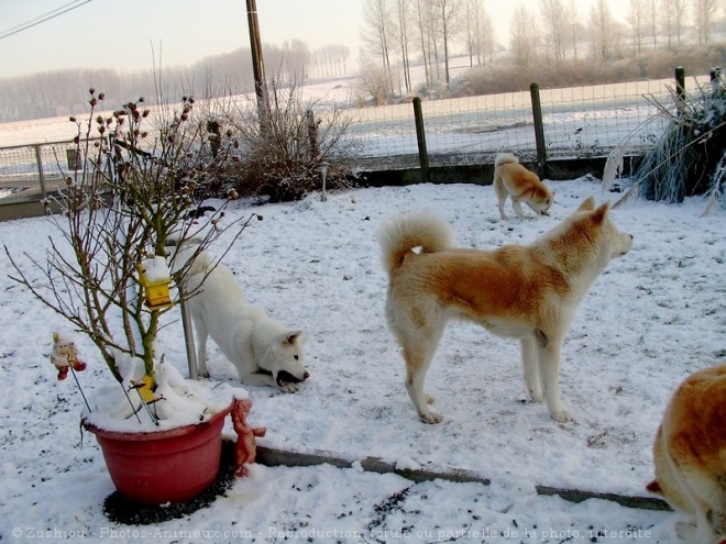 Photo d'Akita inu