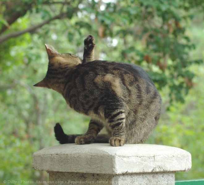 Photo de Chat domestique