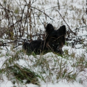 Photo de Yorkshire terrier