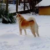 Photo d'Akita inu