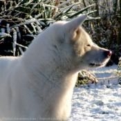 Photo d'Akita inu