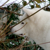 Photo d'Akita inu