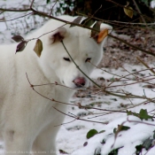 Photo d'Akita inu