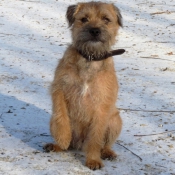 Photo de Border terrier