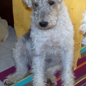 Photo de Fox terrier  poil dur