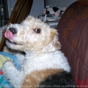 Photo de Fox terrier  poil dur