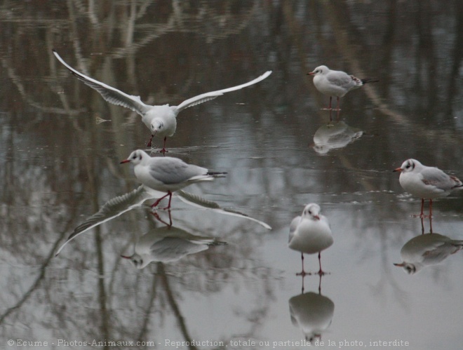 Photo de Mouette