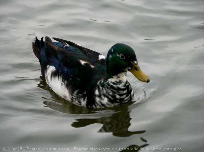 Photo de Canard colvert