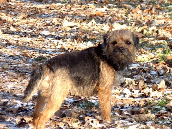 Photo de Border terrier