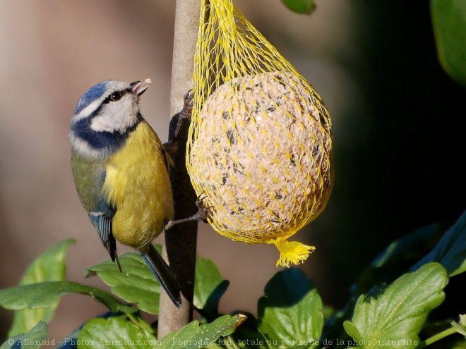 Photo de Msange bleue