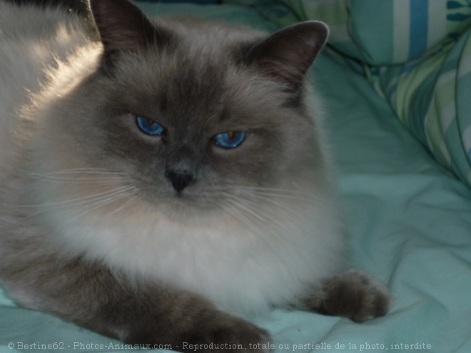 Photo de Ragdoll