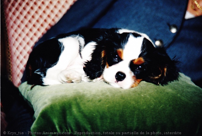 Photo de Cavalier king charles spaniel