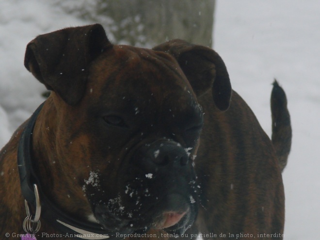 Photo de Boxer