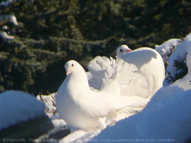 Photo de Pigeon