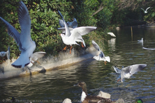 Photo de Mouette