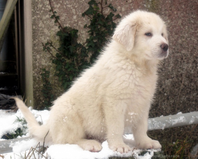 Photo de Chien de montagne des pyrnes